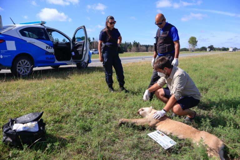 UN PUMA FUE HALLADO ATROPELLADO EN LA RUTA, CERCA DEL ACCESO NORTE